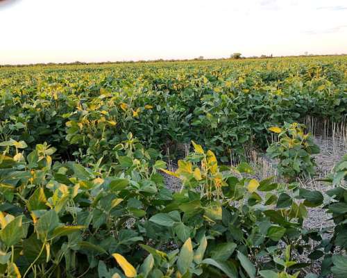 Bovril y Colonia Avigdor Entre Rios Campo Agricola