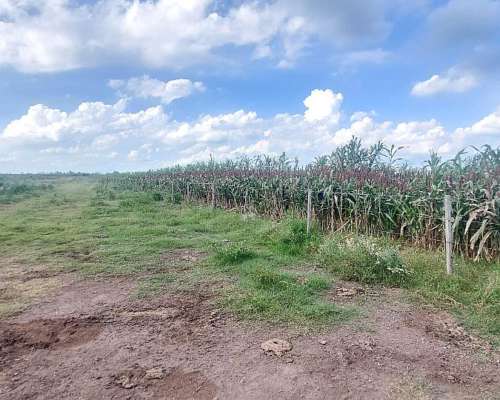 Se Venden 83 Has en Moisés Ville