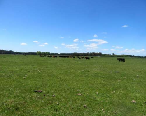 Paraje Oliden - 220 Ha - Buenos Aires