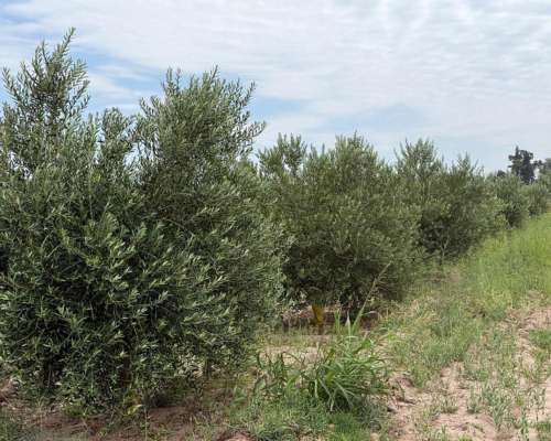 Finca 45ha Chapanay, Dos Pozos, Cultivos y Parte para Chacra
