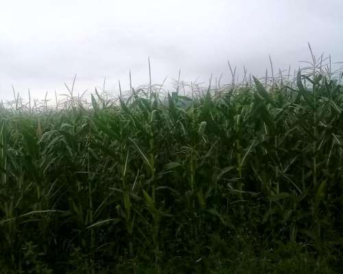 14.7 Ha Pampa de Pocho (cba) Agricolas