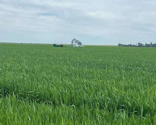Campo Agrícola 900 Hectáreas