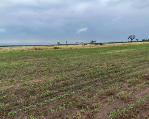 Excelente Campo Agrícola en Santiago del Estero