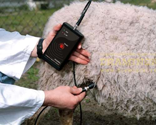 Detector de Preñez para Ovinos - Draminski PDS
