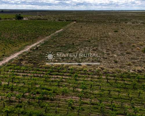 58 Has. Finca con Parrales en Santa Rosa, Mendoza