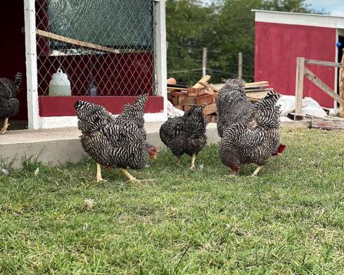 Galllinas de Campo Batarazas
