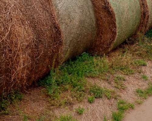Rollos de Alfalfa muy Buenos