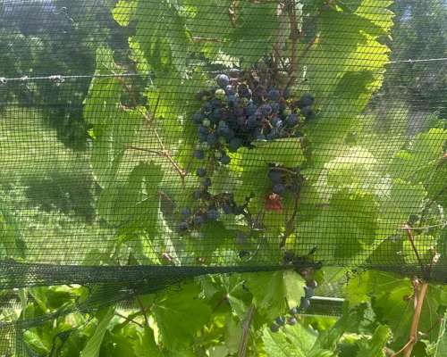 Campo de 25 Ha en Venta – 23 Ha Plantadas - Financia Dueño D