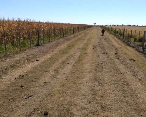 Campo Mixto 1500 Has. en Obispo Trejo, Cordoba