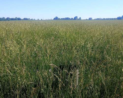 1100 Hectáreas Agricolas Sobre Ruta