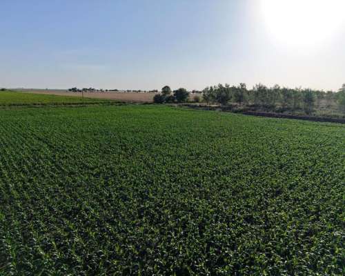 85 Has Agricolas las Rosas (santa FE)