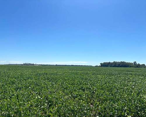 Campo en Venta 100 % Agrícola 170 Has