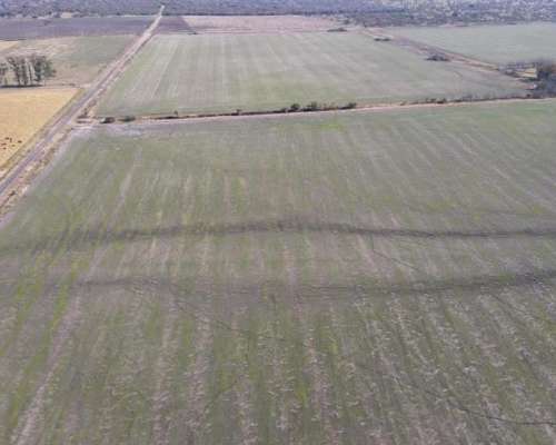 Campo Agrícola en Rocamora de 59 Hectáreas.