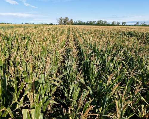 21 Has Agrícolas en San Genaro. Sobre Asfalto.
