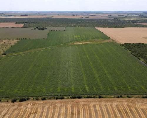 40 Hectáreas Agrícolas en Rosario del Tala, Excelente Tierra