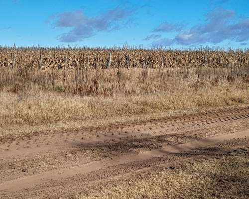 Urg 131 Has Mixtas Maiz-soja en $ 2900 X Ha Zona Ruta 205