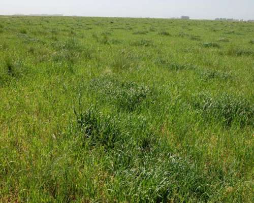 Campo en Venta Ganadero 865 Has Benito Juárez
