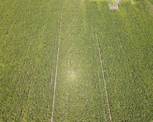 40 Hectáreas Agrícolas en Rosario del Tala, Excelente Tierra