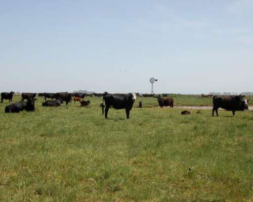Campo en Venta Ganadero 865 Has Benito Juárez