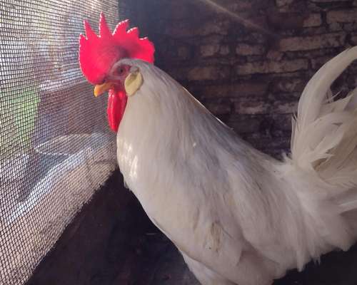 Huevos Fértiles Leghorn - Rhode Island RED