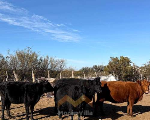 15.000 Ha Ganaderas en Lihuel Calel