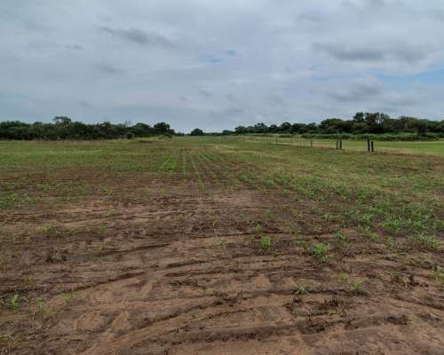 Excelente Campo Agrícola en Santiago del Estero