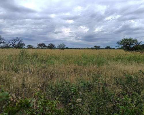 250ha. en las Saladas