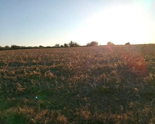 290 Ha 100 % Agrícolas. Campo de Excelencia