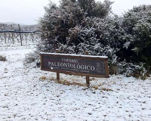 Campo , Chacra con Viñedos ,bodega en los Altar S Chubut