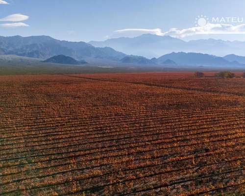 104 Has. Finca con Viñedos en el Cepillo, Mendoza