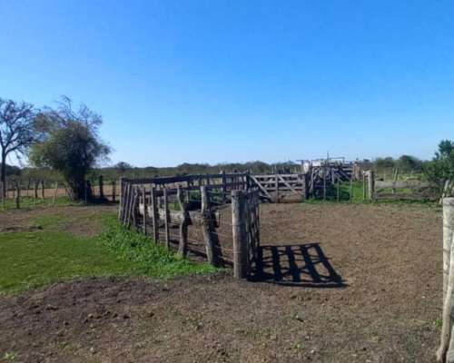 Campo Ganadero 1010 Hectareas