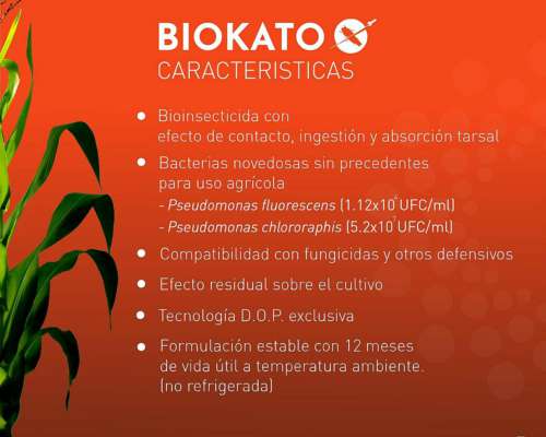 Insecticida Biokato para Control Biologico de Chicharrita
