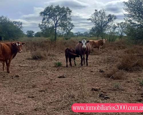 Córdoba Cruz del ELE 1300 Has Ganaderas Selectivas