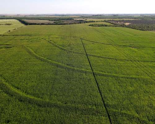 80 Hectáreas Agrícolas Rosario del Tala