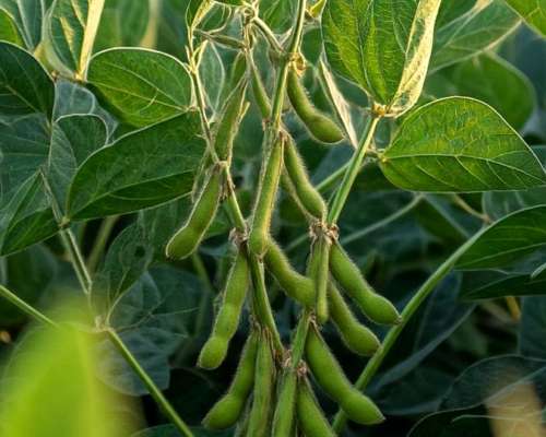 Chacra en Venta Suelo 1 Chacabuco