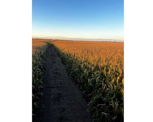 Campo 100 % Agrícola en Jesús María Prov. de Córdoba