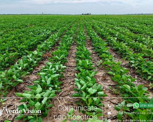 105 Has en Venta - Pcia del Chaco, Campo Largo