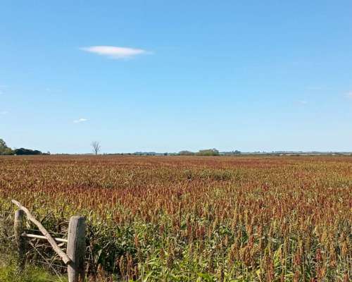 66 HA. Zona Hernández. Agrícola sin Desperdicio