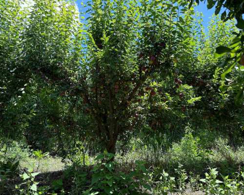 Finca de Ciruelos en Corralitos Mendoza