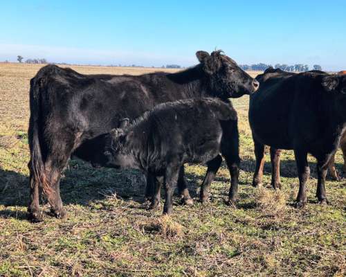 Vendemos Terneros Todo el Año. Pehuajó Pcia de Buenos Aires