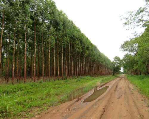 Villa Olivari - 4775 Ha - Corrientes