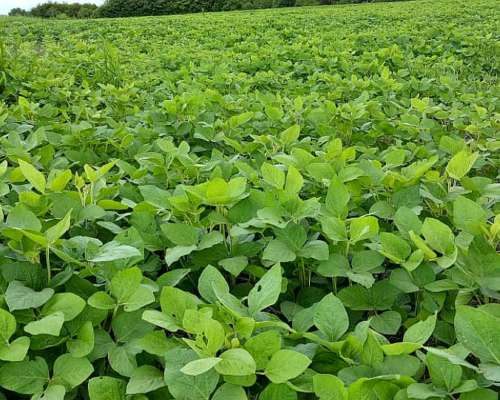 66 Ha Paraná. Casco de Estancia