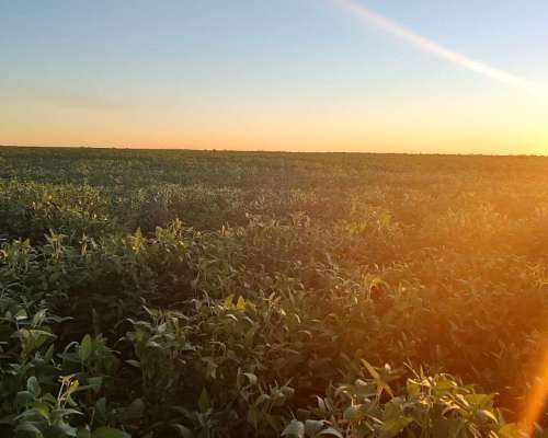Bovril y Colonia Avigdor Entre Rios Campo Agricola