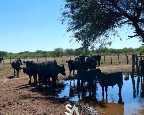 Se Vende Excelente Campo Ganadero en Victorica, la Pampa.