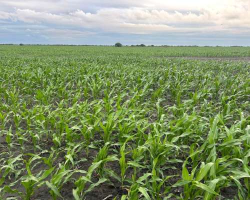 Villa Minetti Venta 3700 Ha Agricolas