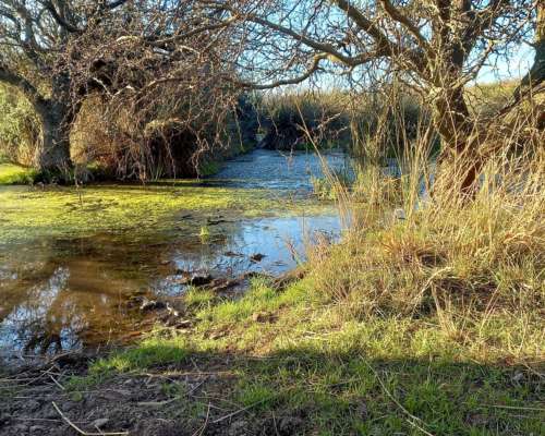 1.140 Ha Excelente Campo de Monte en San German, Puan