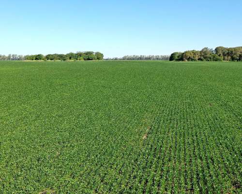 300 Has. Campo Agrícola en Capitán Sarmiento
