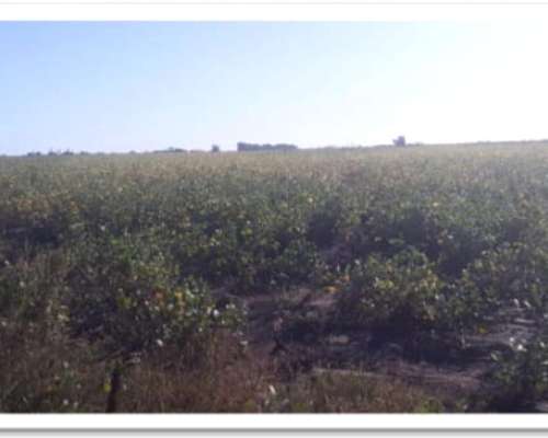 92 Ha Agrícolas. R. del Tala. Cerca de Ruta 39.- Trigo 2025