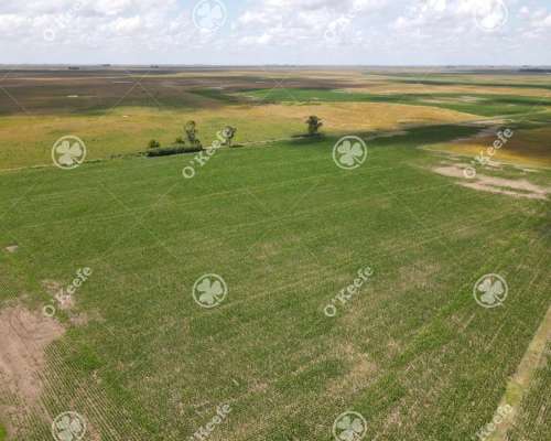 Campo en Venta de 300 Has en Pila