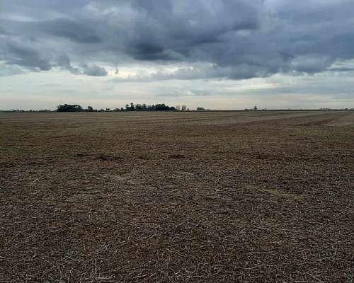 20 Has Agrícolas Pergamino